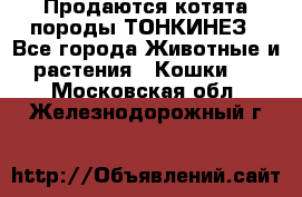 Продаются котята породы ТОНКИНЕЗ - Все города Животные и растения » Кошки   . Московская обл.,Железнодорожный г.